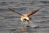 Herring Gull (Larus argentatus)