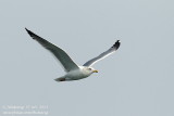 black-tailed_gull
