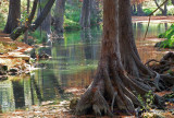 Cypress Afternoon