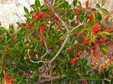 Texas Hill Country Mystery Bush