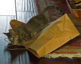 What Is It About Cats And Paper Bags?