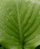 Leaf.jpg