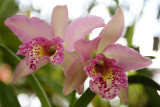Orchid_26