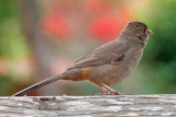 California Towhee