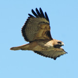 Red-tailed Hawk