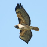 Red-tailed Hawk