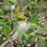 Lesser Goldfinch female