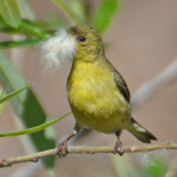 Lesser Goldfinch female 