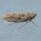 Hopper - Giprus genus