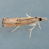 5451 Bluegrass Webworm   Parapediasia teterrella