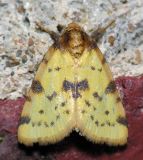 9725 Obtuse Yellow - Stiriodes obtusa
