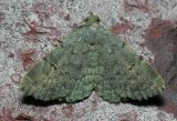 8323 Common Idia - Idia aemula