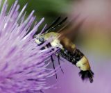 7855 Snowberry Clearwing - Hemaris diffinis