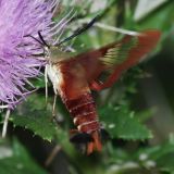 7853 Hummingbird Clearwing - Hemaris thysbe