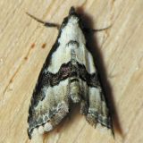 8440 Thin-winged Owlet - Nigetia formosalis