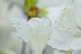 white flower 6