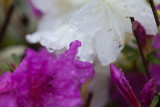 purple and white flower