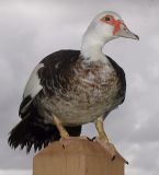 Muscovy Duck