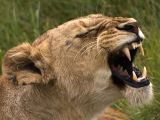 Grrr! Ngorogoro Crater, Tanzania