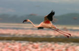 Having a go at panning! Lake Nakuru, Kenya