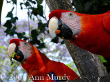 Pair of Macaws