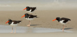 American Oystercatchers