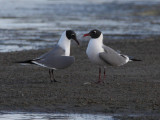 Laughing Gulls