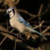 Blue Jay