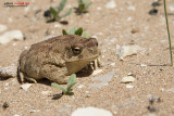 Bufo mauritanicus