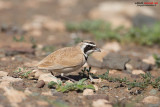 Allodola di Temminck (Eremophila bilopha)