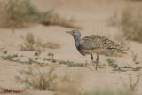 Ubara africana (Chlamydotis undulata)