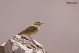 Allodola del deserto (Ammomanes deserti)