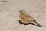 Zigolo delle case (Emberiza sahari)