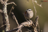 Chagra del senegal (Tchagra senegalus)