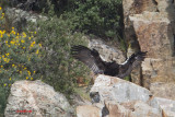 Aquila imperiale iberica (Aquila adalberti)