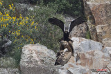 Aquila imperiale iberica (Aquila adalberti)