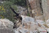 Aquila imperiale iberica (Aquila adalberti)