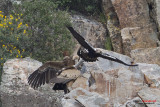 Aquila imperiale iberica (Aquila adalberti)