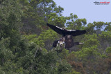 Aquila imperiale iberica (Aquila adalberti)