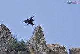 Aquila imperiale iberica (Aquila adalberti)