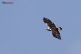 Aquila imperiale iberica (Aquila adalberti)