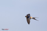 Rondine rossiccia (Cecropis daurica)