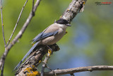 Gazza aliazzurre iberica (Cyanopica cooki )