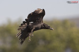 Corvo imperiale (Corvus corax ssp tingitanus)