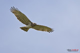 Biancone (Circaetus gallicus)