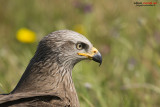 Nibbio reale (Milvus milvus)