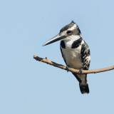 Pied Kingfisher