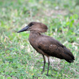 Hamerkop