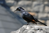 Red-winged Starling (South Afrika)