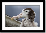 Close-up of Wandering Albatross Chick